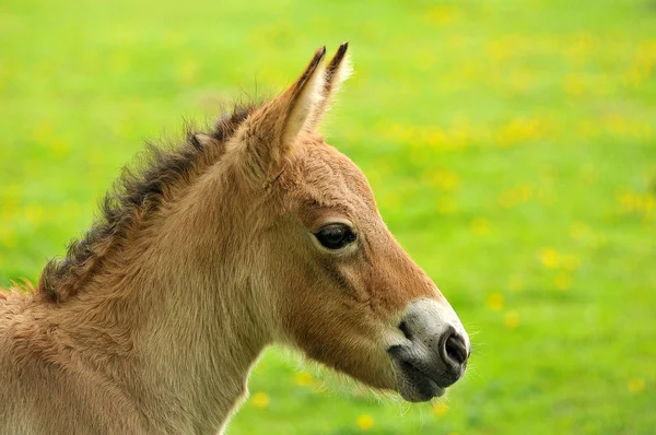 Pferde Tagsüber Freien — Stockfoto