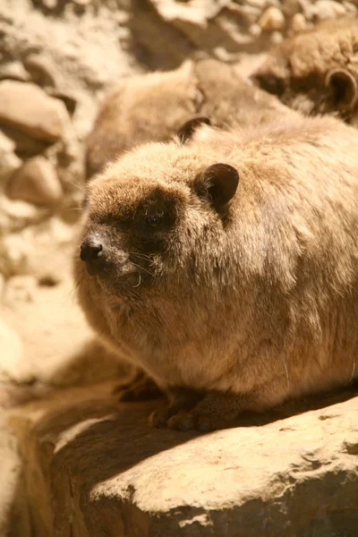 ハイラックス動物 哺乳類 ロックハイラックス — ストック写真