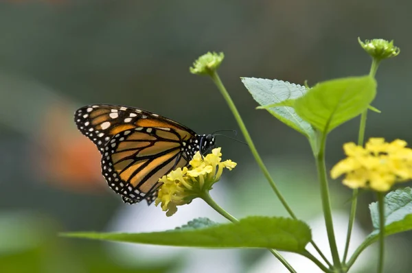 Vista Primer Plano Hermosa Mariposa Colorida — Foto de Stock