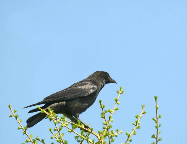 Naturdokument Nicht Arrangiert Oder Manipuliert — Stockfoto