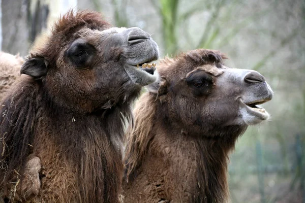 Zbliżenie Zwierząt Zoo — Zdjęcie stockowe