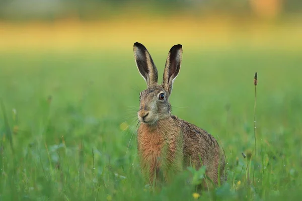 草の中のウサギは — ストック写真