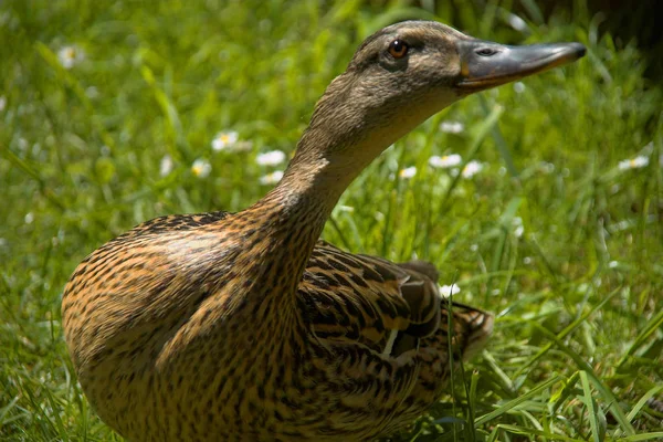 Vue Panoramique Bel Oiseau Nature — Photo