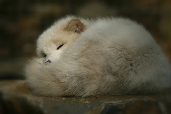 Portrait Cute White Fluffy Chicken — Stock Photo, Image