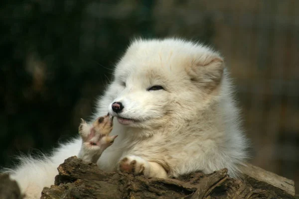White Cute Fluffy Arctic Fox — Stock Photo, Image