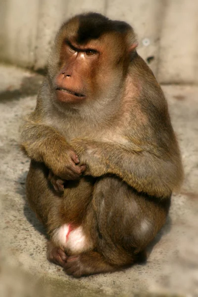 Primo Piano Degli Animali Allo Zoo — Foto Stock