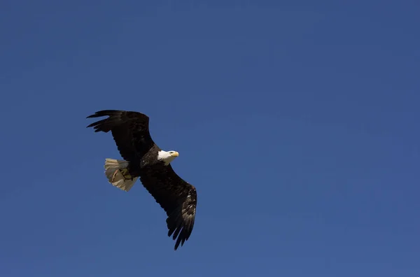 Águila Calva Vuelo —  Fotos de Stock