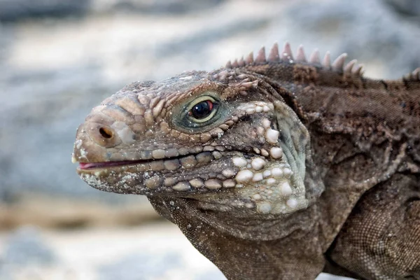 Exotic Wildlife Animal Reptile Lizard — Stock Photo, Image