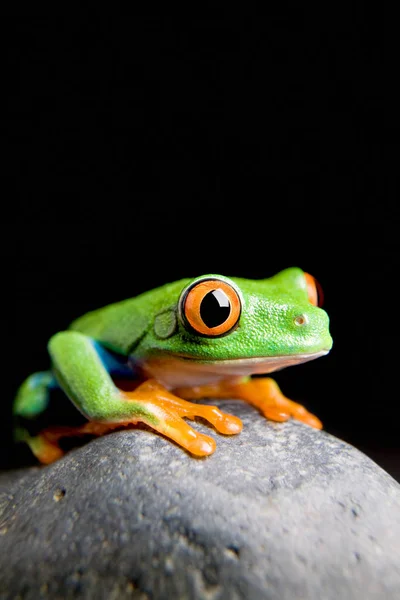 Frog Rock Isolated — Stock Photo, Image