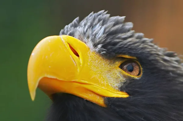 Vista Panorámica Del Majestuoso Águila Real Naturaleza Salvaje — Foto de Stock