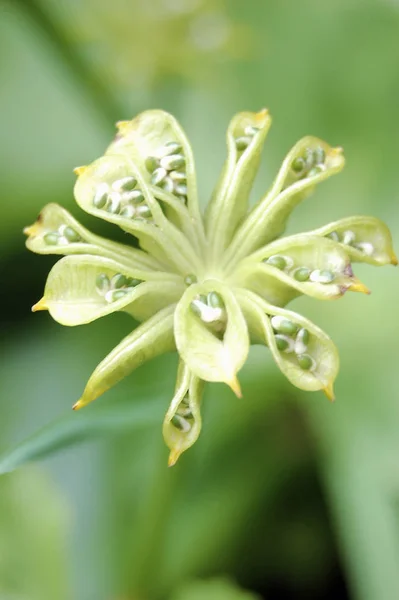 美丽的植物学照片 天然壁纸 — 图库照片