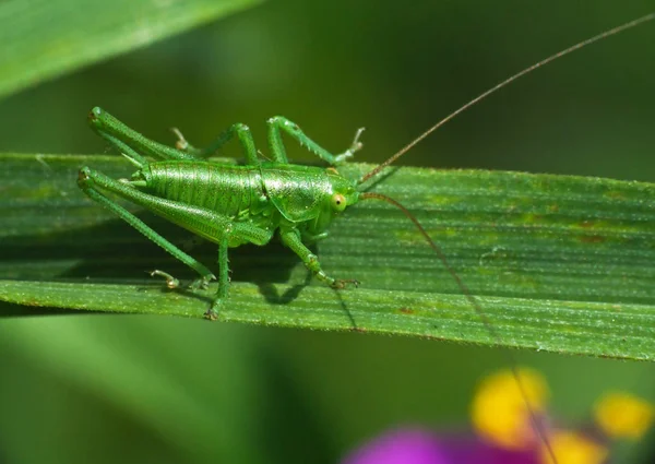 Grillen Heuschrecke Insekt Natur — Stockfoto