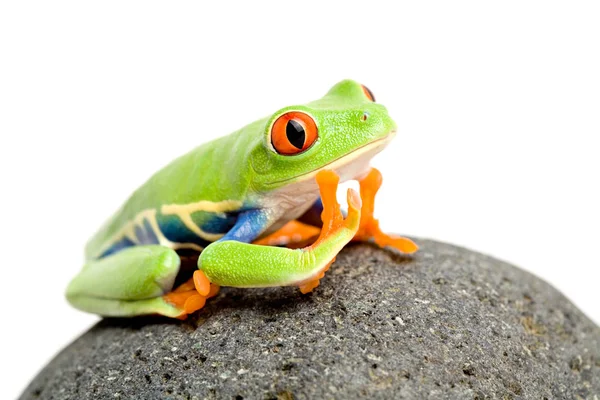 Grüner Frosch Auf Weißem Hintergrund — Stockfoto