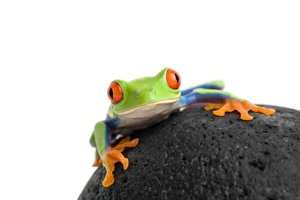 고립된 개구리 — 스톡 사진