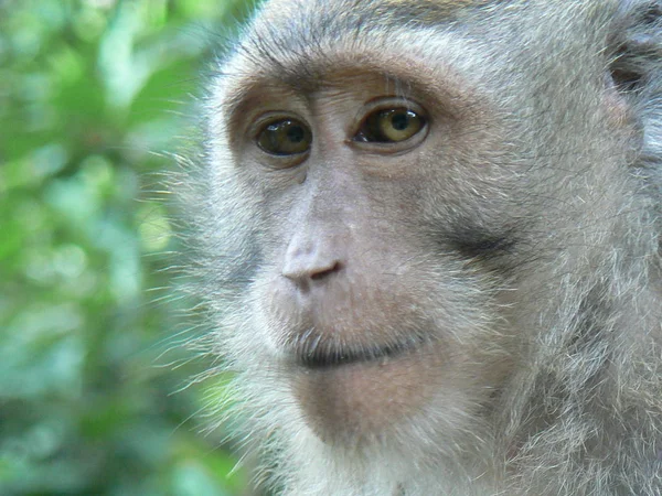 Encerramento Animais Jardim Zoológico — Fotografia de Stock