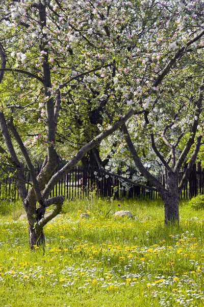 Vacker Utsikt Över Naturen — Stockfoto