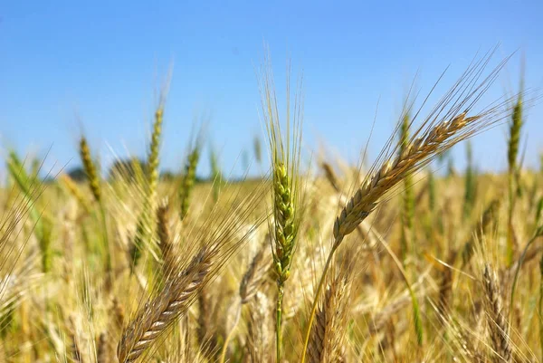 Die Ähren Des Weizens — Stockfoto