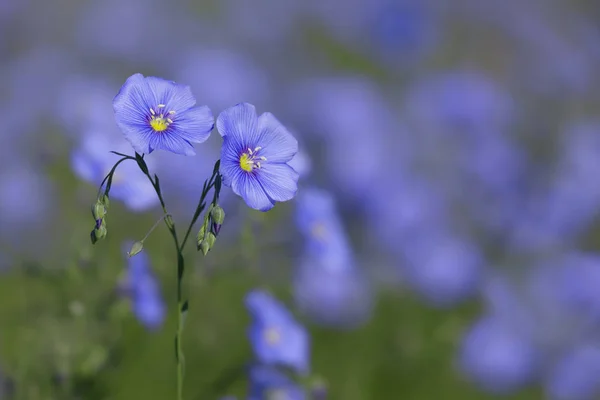 Far Eye Rich Austrian Flax Linum Austriacum — Stock Photo, Image