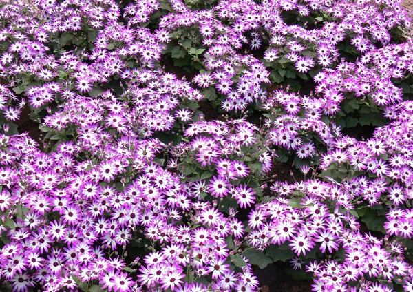 Schöne Botanische Aufnahme Natürliche Tapete — Stockfoto