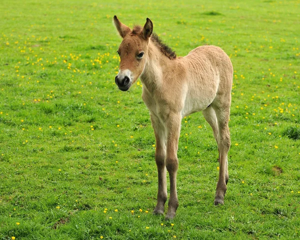 Caballo Prado — Foto de Stock