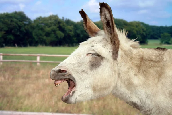 Burro Fazenda Animal Equinos — Fotografia de Stock