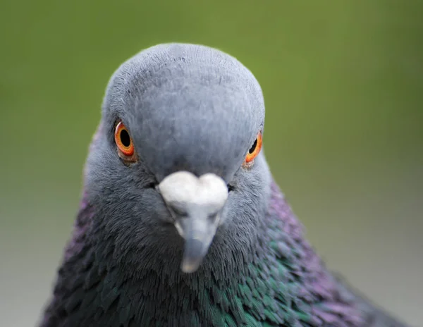 Scenic View Beautiful Bird Nature — Stock Photo, Image