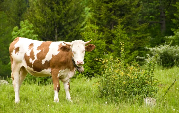 Landschaftlicher Blick Auf Die Landwirtschaft Selektiver Fokus — Stockfoto