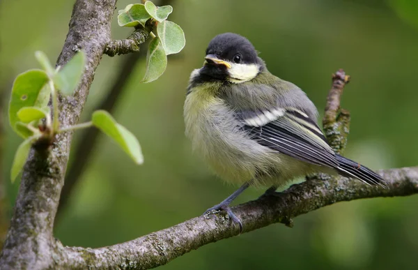 Malerischer Vogelschuss Der Outdoor Szene — Stockfoto