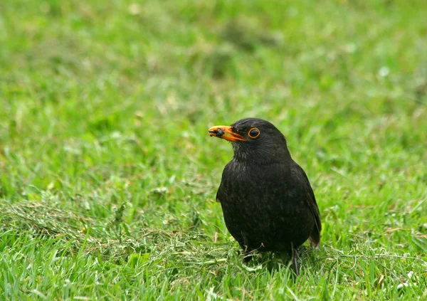 Aussichtsreiche Aussicht Auf Schöne Vögel Der Natur — Stockfoto