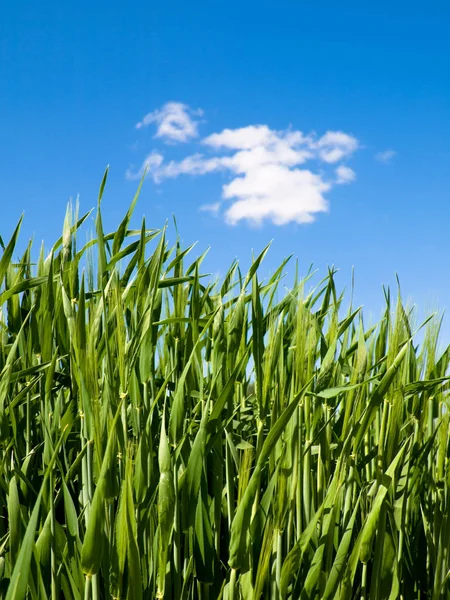 Landwirtschaftliche Landschaft Getreideanbau — Stockfoto