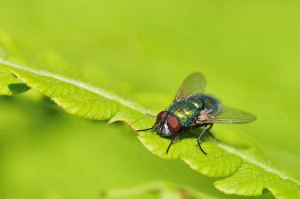 Volare Sole — Foto Stock