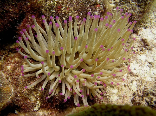 Tauchen Curacau 2008 Anemone — Stockfoto