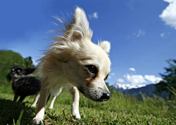Pequeno Chihuahua Pedigree Cão — Fotografia de Stock