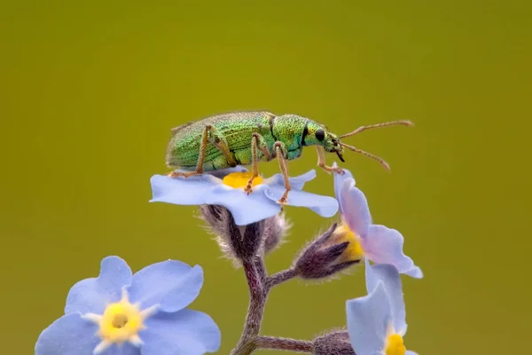 Een Macro Shot Van Een Insect Een Bloem — Stockfoto