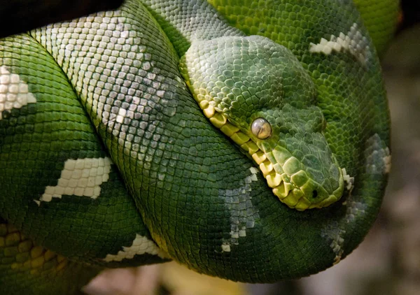 Serpente Mondo Animale Pelle Serpente — Foto Stock
