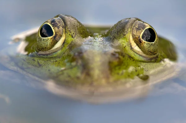 Grüner Speisefrosch Europäischer Frosch Gewöhnlicher Wasserfrosch — Stockfoto