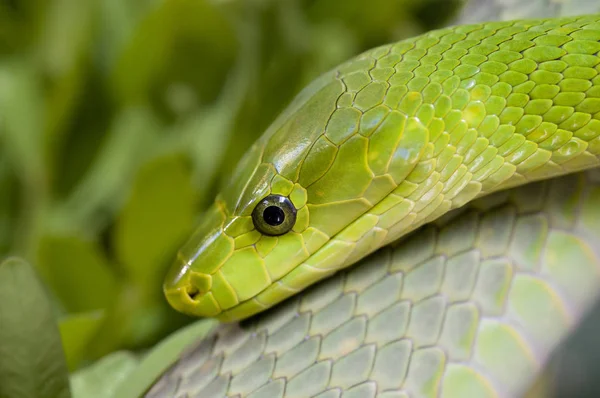緑のマンバ緑の蛇の爬虫類 — ストック写真