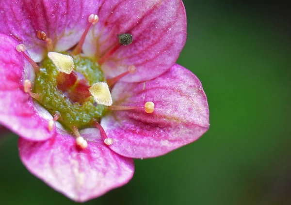 Bellissimi Fiori Sfondo Concetto Floreale — Foto Stock