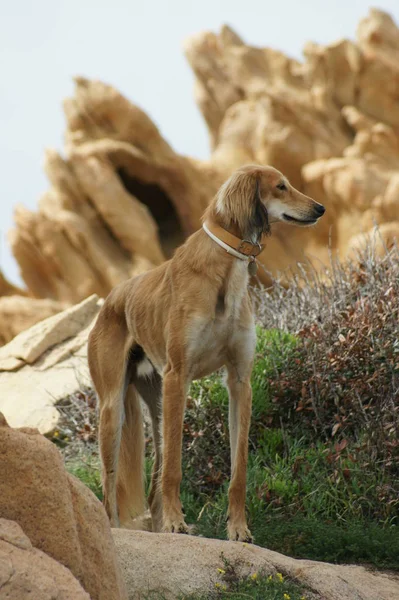 Retrato Perro Las Montañas — Foto de Stock