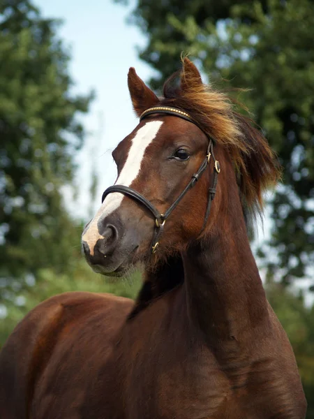 Млекопитающее Лошадь Чистокровная — стоковое фото