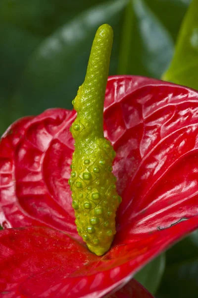 Rode Chili Peper Tuin — Stockfoto