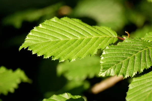 Piękne Botaniczne Ujęcie Naturalna Tapeta — Zdjęcie stockowe