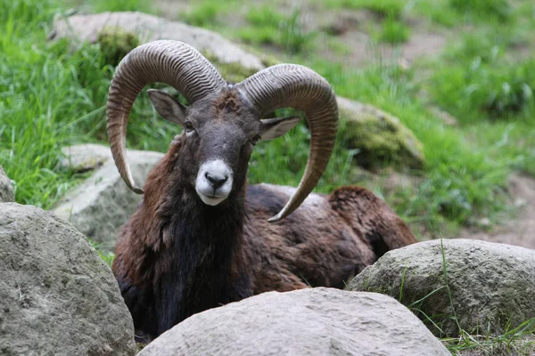 Olika Djur Selektivt Fokus — Stockfoto