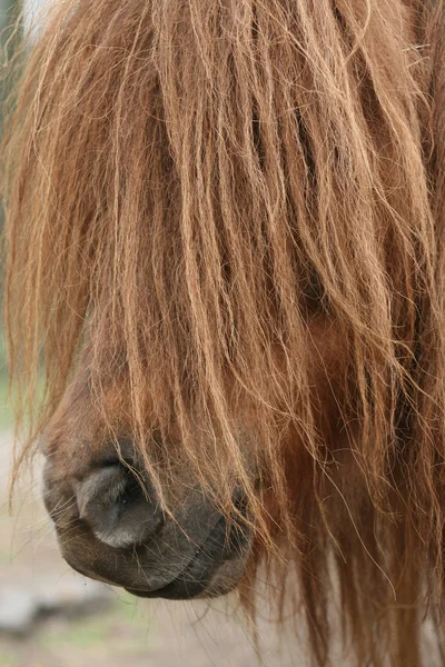 Schattig Paard Wilde Natuur — Stockfoto