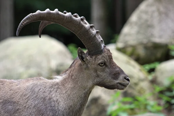 Naturaleza Salvaje Animal Capricornio Cabra Con Cuernos — Foto de Stock