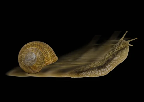Coquille Hélice Mollusque Escargot — Photo