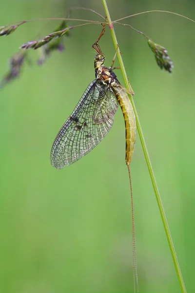 Close Zicht Insect Natuur — Stockfoto