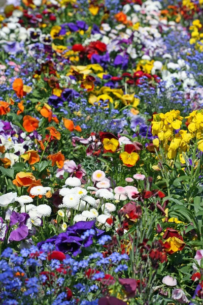 美丽的Pansy花 花园花 — 图库照片