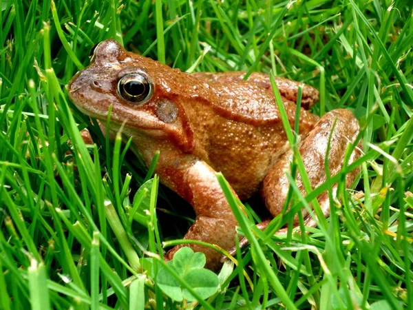 Grenouille Amphibien Étang Animal — Photo