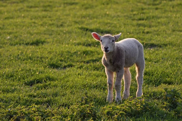 Ovelha Doméstica Pasto — Fotografia de Stock